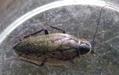 Ectobius sylvestris